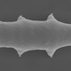 A new species of tardigrade, Macrobiotus shonaicus, has been discovered in Japan.
